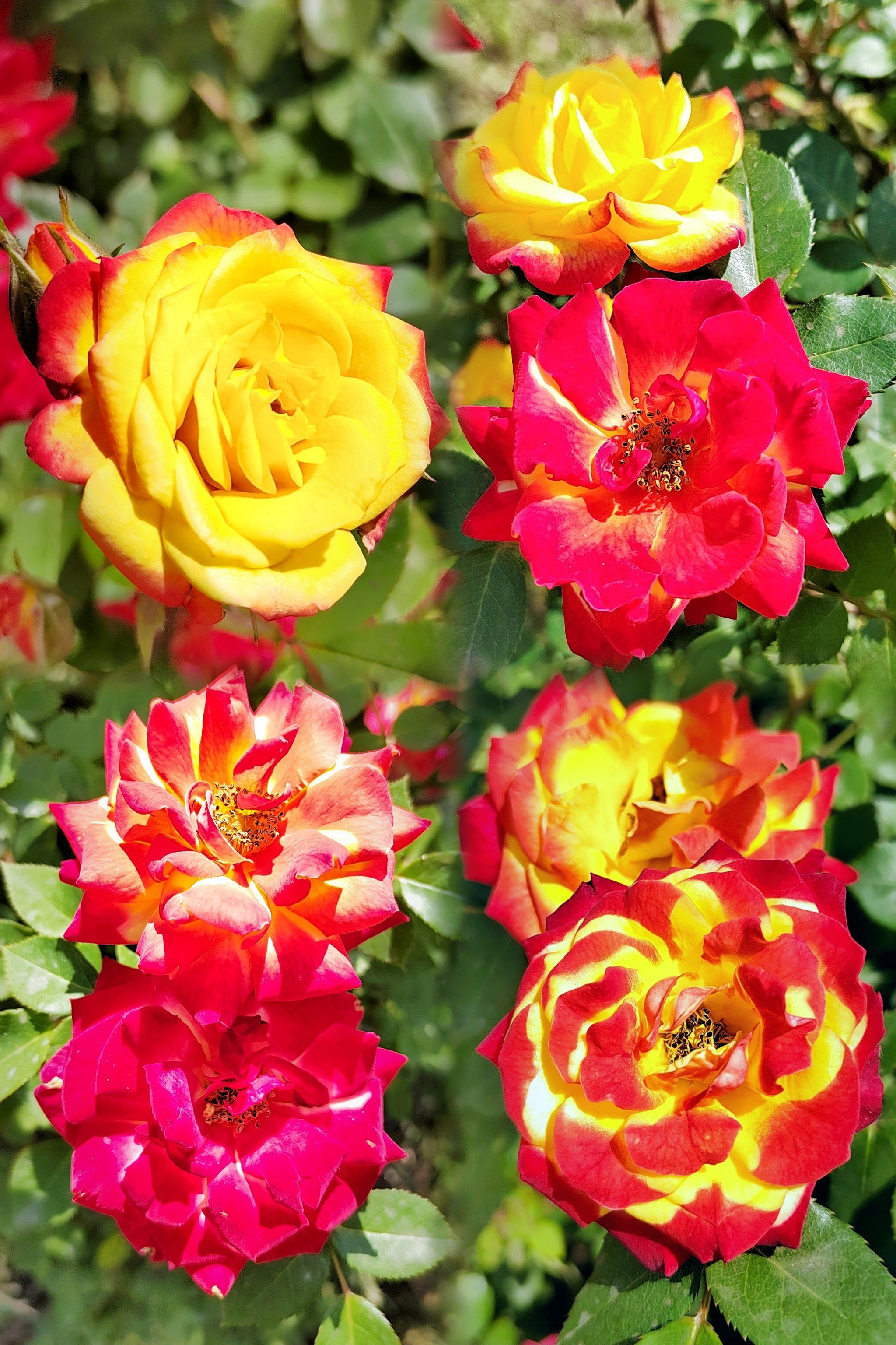 却又很和谐的共存着,真的颠覆以往对月季花