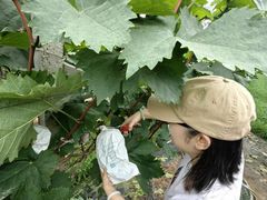 -马陆小张葡萄园农家乐