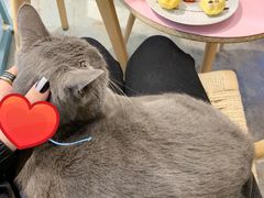 -喵屿·大理花园猫咖