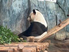 -深圳野生动物园