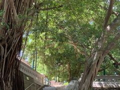 -香港佐治五世纪念公园