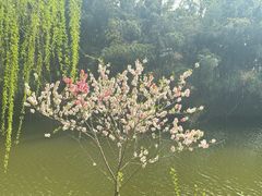 -水绘园