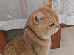 -共舞时光猫咖·狗咖(新街口店)