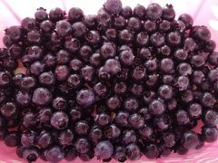 -金谷域澳洲庄园