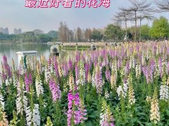 -顺峰山公园
