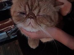 -猫友咖啡店(玉林西路店)