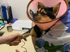 -皖宠联盟宠爱优家宠物医院(中兴西湖店)