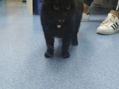 -美联众合动物医院(·中兽医·疑难杂症·严家桥分院)