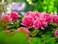-洛阳市隋唐城遗址植物园