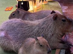 -正佳雨林生态植物园