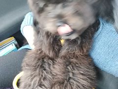 -佳百利宠物(荣乐中路115弄小区店)