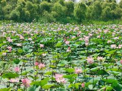 -白渔泡湿地公园