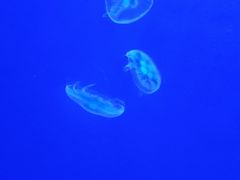 -深圳野生动物园