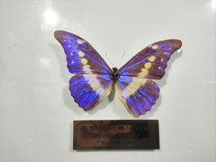 -上海昆虫博物馆