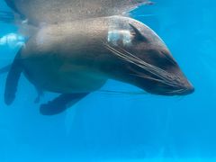 -泉城欧乐堡海洋极地世界