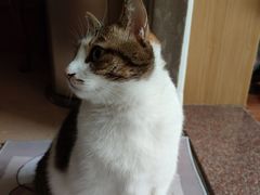 -御宝贝·A梦猫科宠物医院(国际猫友好医院)