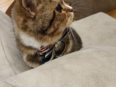 -啵啵喵·猫咖(攀华国际店)