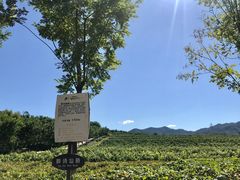 -北京张裕爱斐堡酒庄