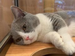 -袖虎·猫馆(体育西路店)