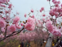 -天适樱花悠乐园