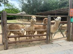 -泉州海丝野生动物世界