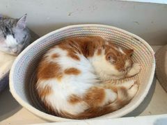 -怪兽屋·羊驼·猫咖·狗咖(俊华广场店)