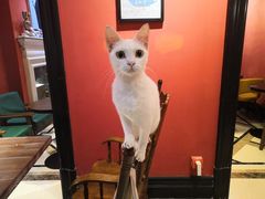 -猫色咖啡·猫咖