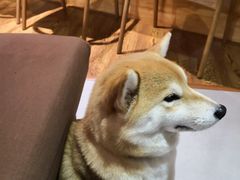 -柴务处·柴犬主题狗咖