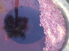 -咸宁万豪温泉谷度假区