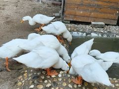 -HERRE·FARM 赫尔露营农场·团建聚会包场