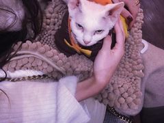 -吉丁鸟咖·异宠·寄养