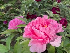-莲花池公园