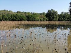-大湾区中央湿地公园