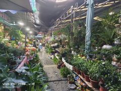 -曲阳花鸟市场(曲阳路店)
