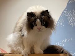 -滚猫咖啡·猫咖·猫友好撸猫(未来城店)