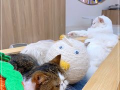 -瞄一喵猫咖(格力海岸店)