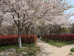 -高东镇樱花园