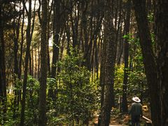 -铁山坪森林公园
