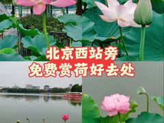 -莲花池公园