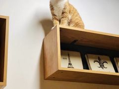 -北京观赏动物医院·24小时大型综合·猫专科·异宠专科