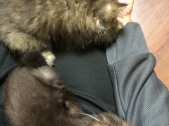 -楼上猫咖(罗湖店)