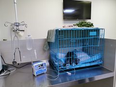 -喜多萌中农锦绣动物医院24H·猫科·牙科MRI·CT