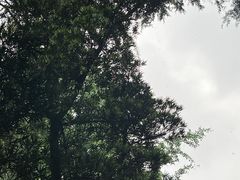 -青羊宫