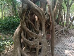 -中国科学院西双版纳热带植物园