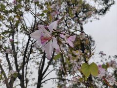 -洲头咀公园