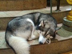 -more than meow吴止猫主题餐厅(承德 中船汇店)