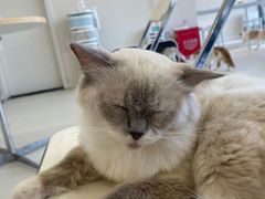 -怪兽屋·羊驼·猫咖·狗咖(俊华广场店)