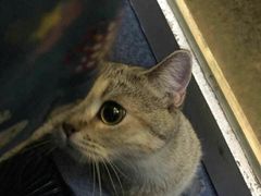 -猫色咖啡·猫咖