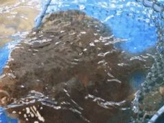 -仙螺岛海鲜自助餐厅(总店)