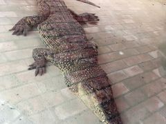 -泉州海丝野生动物世界